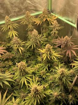 Sherbet Queen Auto - картинка 8