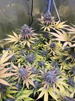 Gorilla Super Glue - картинка 2