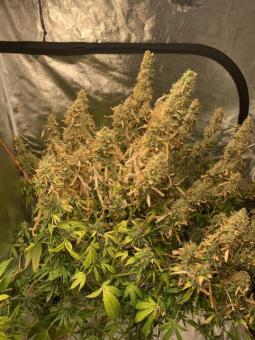 Zkittlez OG Auto - картинка 5