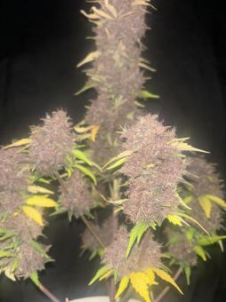 Purple Haze Auto - картинка 1