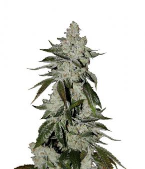 Auto Scout Cookies genetics - картинка 1