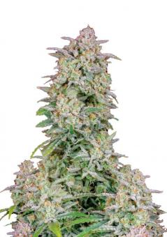 Forbidden Runtz Auto - картинка 1