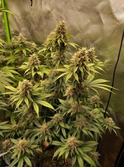 Monster Maker - картинка 4