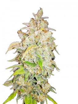 Sour Tangie Dawg - картинка 1