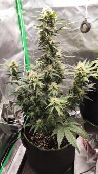 Auto La Diva - картинка 1