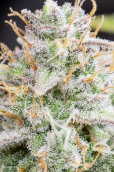 Wedding Cheesecake Auto - картинка 5