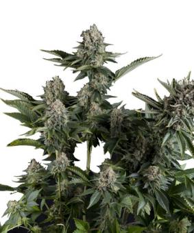 Auto White Widow CBD - картинка 1