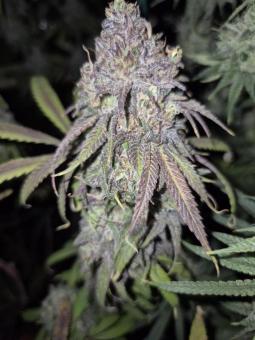 Blue Zushi - картинка 3