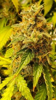 Green Poison XL Auto® - картинка 5