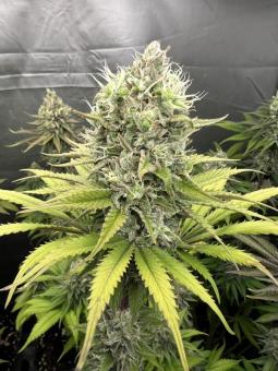 Gorilla Cookies FF - картинка 4