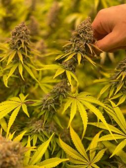 Moby Dick - картинка 3