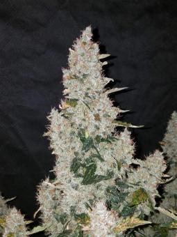 Stardawg Auto - картинка 3