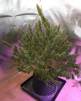 Auto Mazar - картинка 5