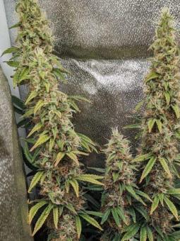 Black Ultimate Genetics - картинка 2