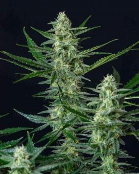 Vesta Autoflowering - картинка 1