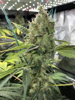 Auto Northern Light genetics - картинка 3