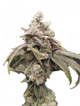 GranDaddy Purple - картинка 11