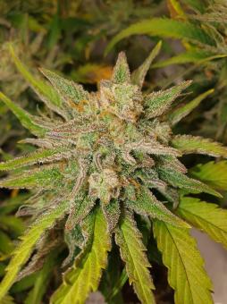 Jet Fuel Mandarine XL Auto - картинка 3