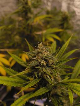 Auto Strawberry Banana genetics - картинка 4