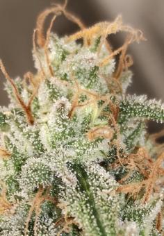 Guava x Gelato 41 Auto - картинка 6