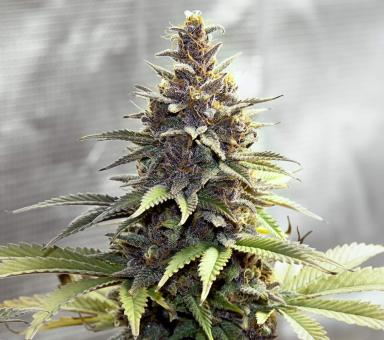 Purple Urkle - картинка 2