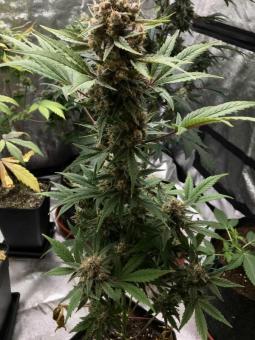 Auto Scout Cookies genetics - картинка 3