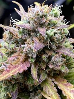 Purple Punch Auto - картинка 3