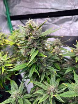 Purple Lemonade FF - картинка 4