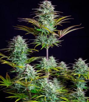 Kosher Cake Auto - картинка 2