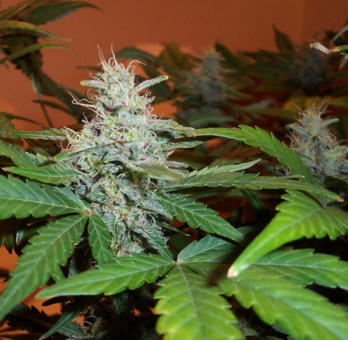 Lowryder Auto regular (IBL) - картинка 3