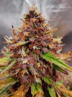 Melonade Runtz - картинка 2