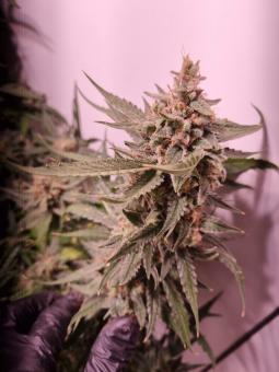 Jack 47 Auto - картинка 5