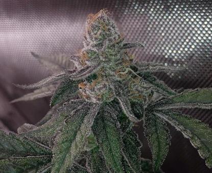 Auto Purple - картинка 4