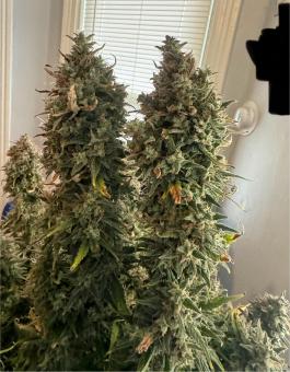 Wedding Glue Auto - картинка 5