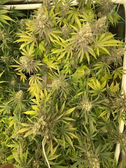 Ramses - картинка 4