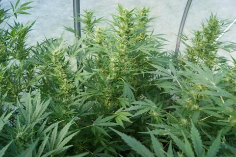 Auto Nefertiti - картинка 2