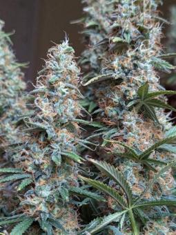 Black Ultimate Genetics - картинка 4