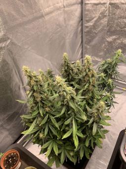 Critical Plus - картинка 4