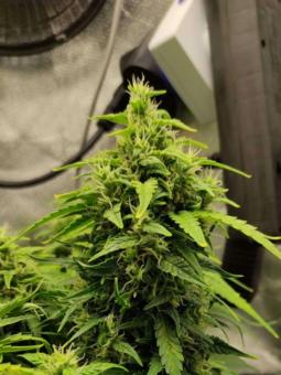 Chronic Ryder BX autoreg - картинка 2