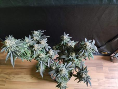 Sugar Bomb Punch - картинка 4