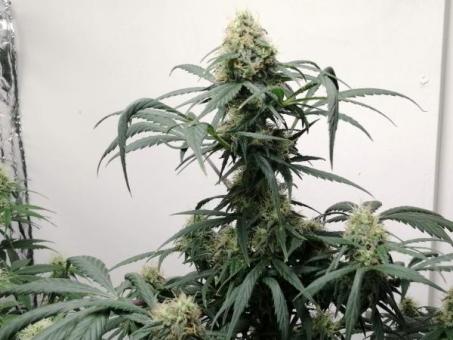 Super Hash - картинка 4