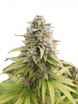 Karel's Cookies - картинка 1