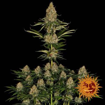 Strawberry Lemonade - картинка 1