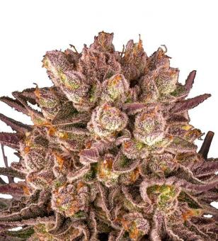 Mimosa x Orange Punch - картинка 1