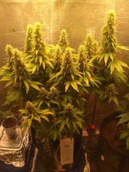 White Widow Auto - картинка 1