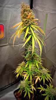 Medikit - картинка 2