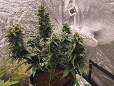 Lemon Cherry Cookies Auto - картинка 8
