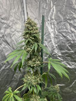 Shark - картинка 4