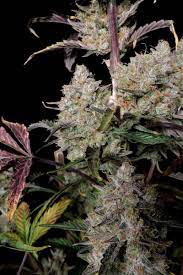 Gorilla Zkittlez Auto - картинка 4