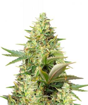 Sweet Pure Auto CBD - картинка 1